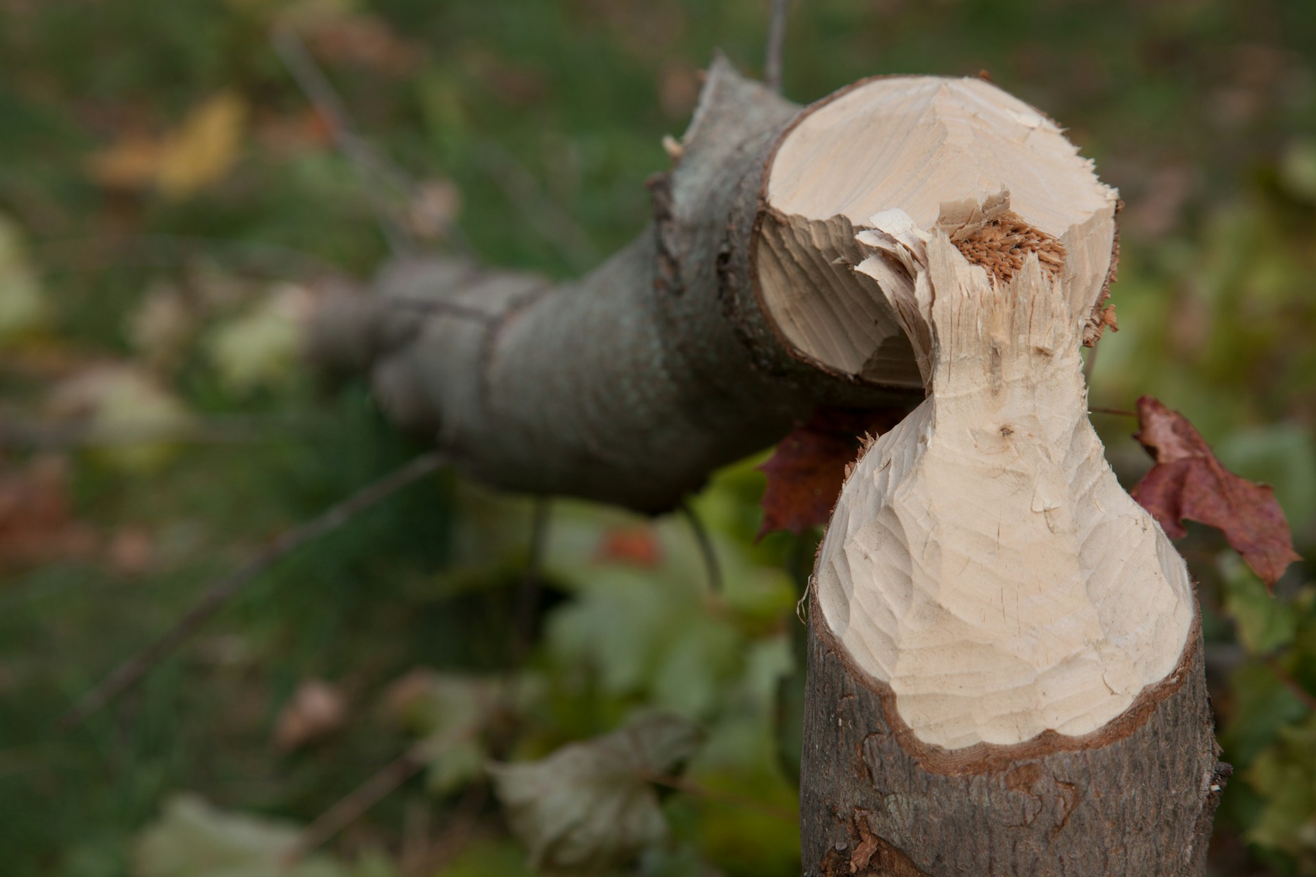 Woodworking & Carving